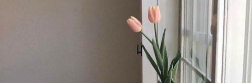 T u l i p ✨ banner