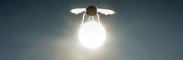 𝕾𝖍𝖊𝖑𝖑𝖞 banner