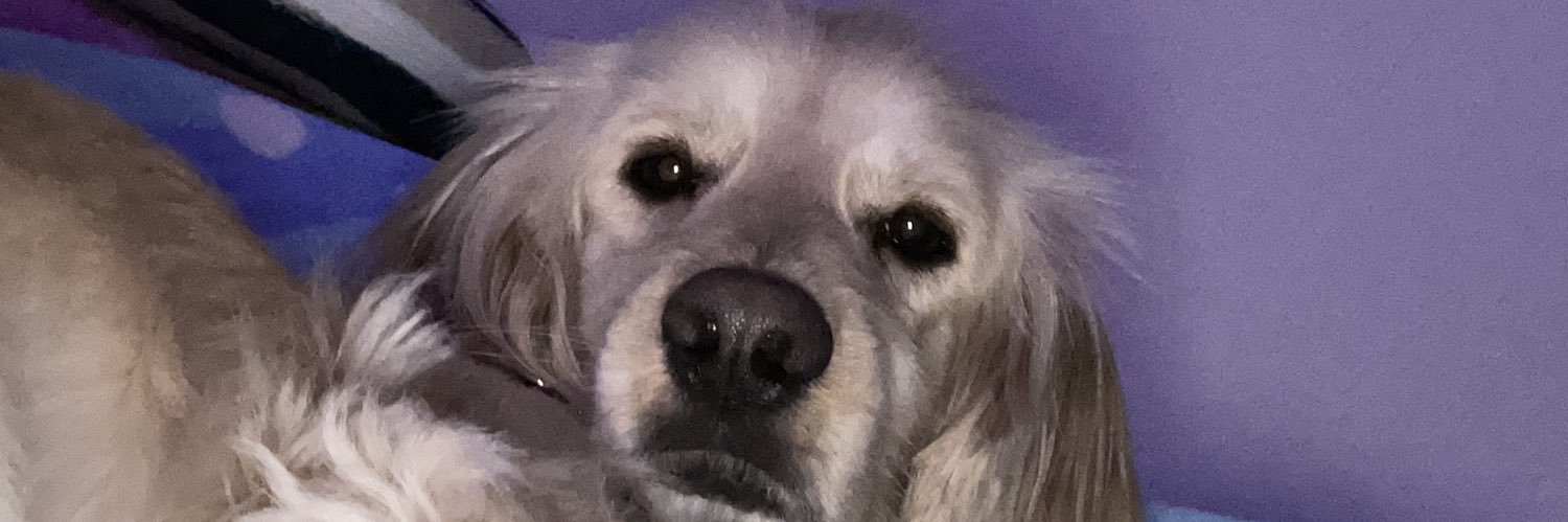 bellota_____'s profile banner image