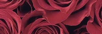 freedoom191's profile banner image