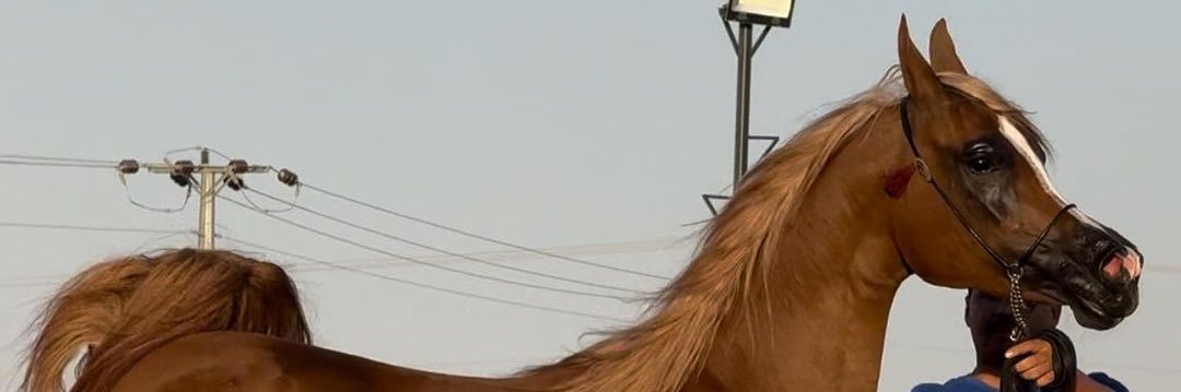 alm_f15's profile banner image