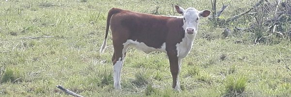 BeefCochrane Profile Banner
