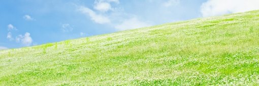 シロツメ(白) banner