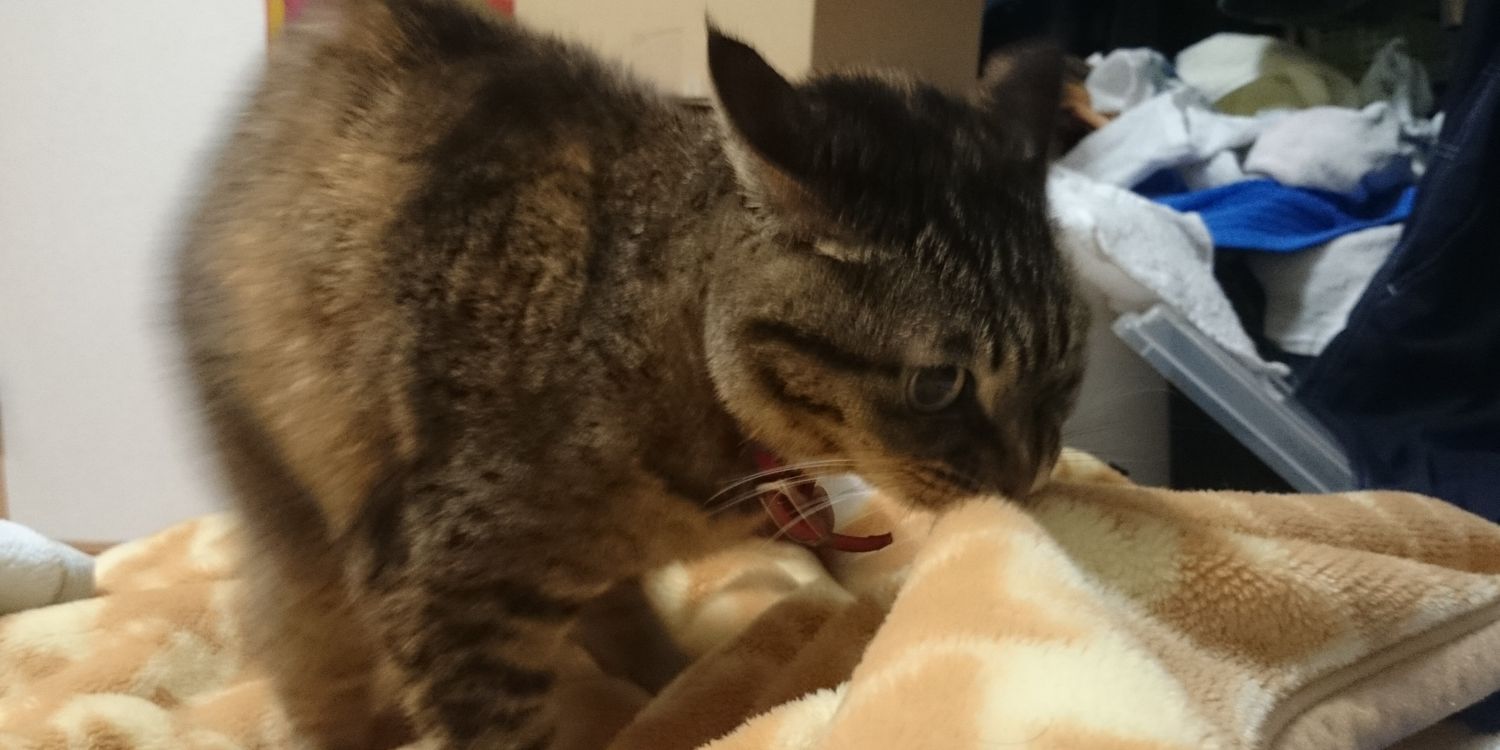 青緑龍(びじむと) banner