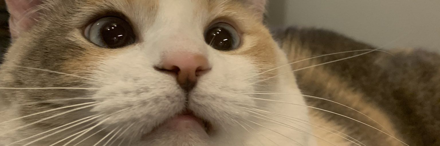 royalcatnin's profile banner image