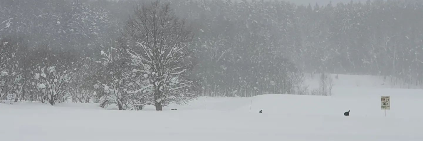 hodolman's profile banner image