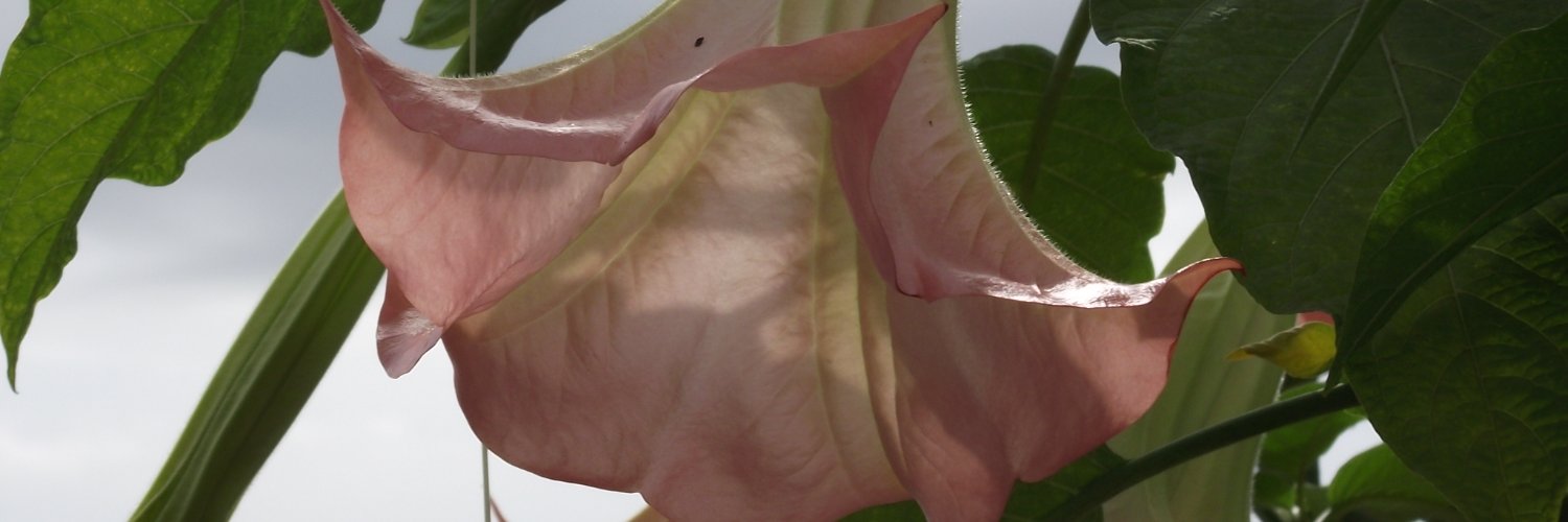 LauraLCairns's profile banner image