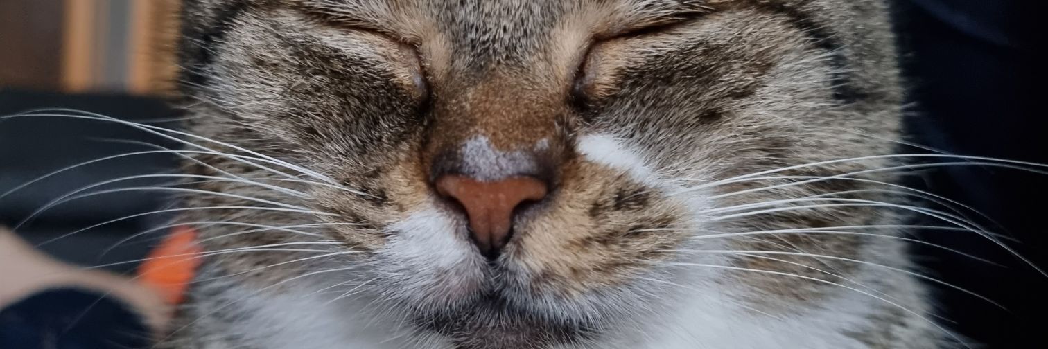 Manu 🐱 Azuela banner