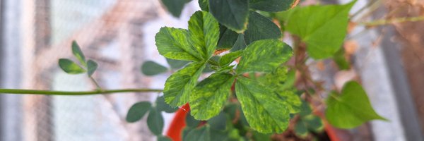 CollazoOnias Profile Banner