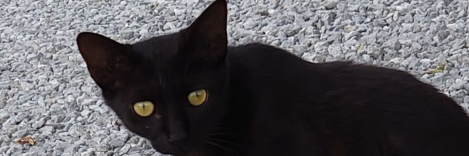 みりりうむ banner