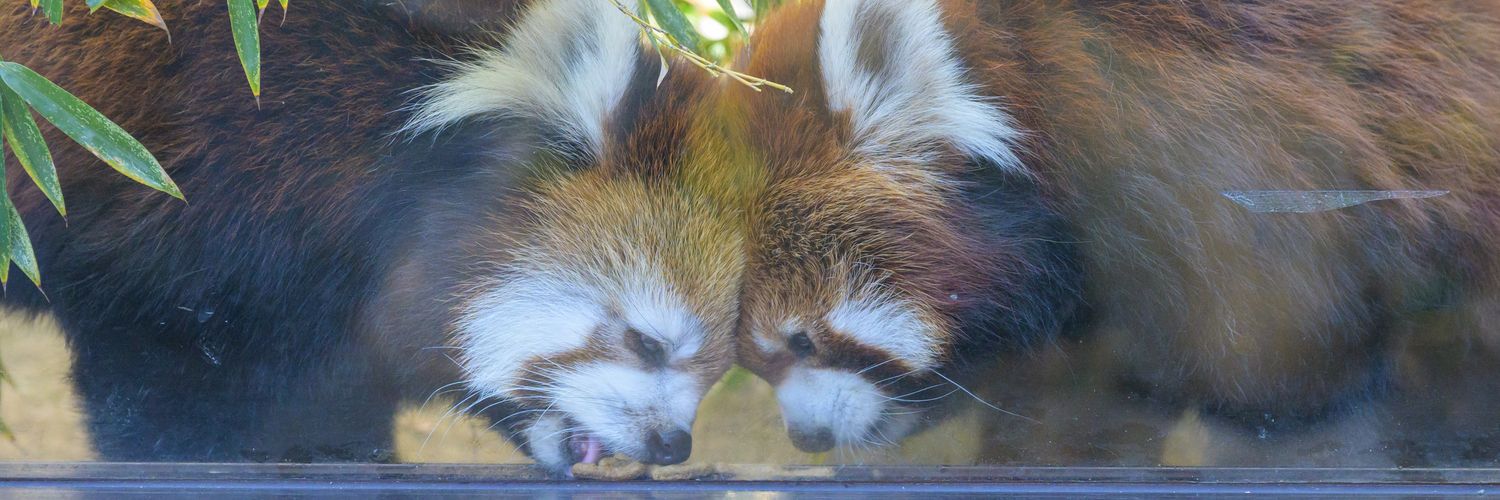 到津の動物写真's banner