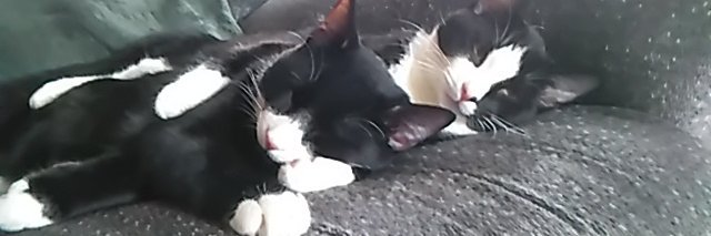 Carl H Baronich banner