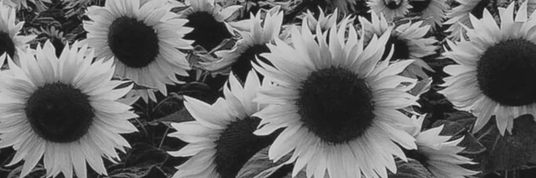 daniellearnottx's profile banner image