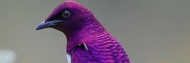 Classic_Scott's profile banner image
