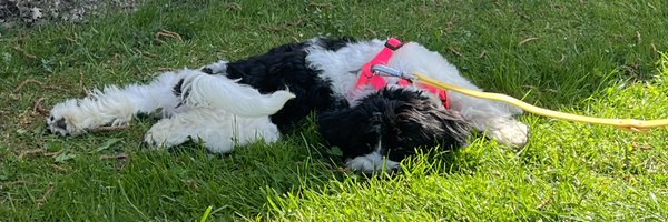 Seppai99 Profile Banner