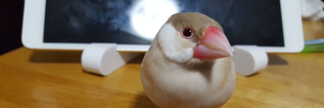 tsukkokko's profile banner image