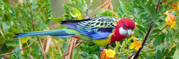 toe_Cutter4 Profile Banner