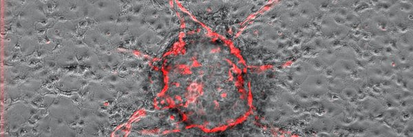 LachmannLab Profile Banner