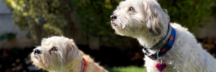 Doco Makes Comics! banner