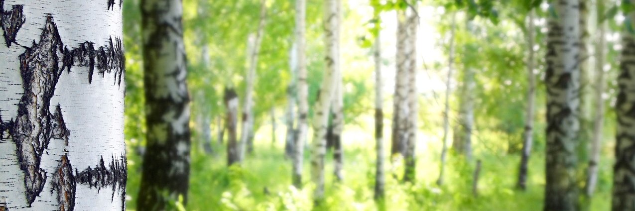 Tarja__OR's profile banner image