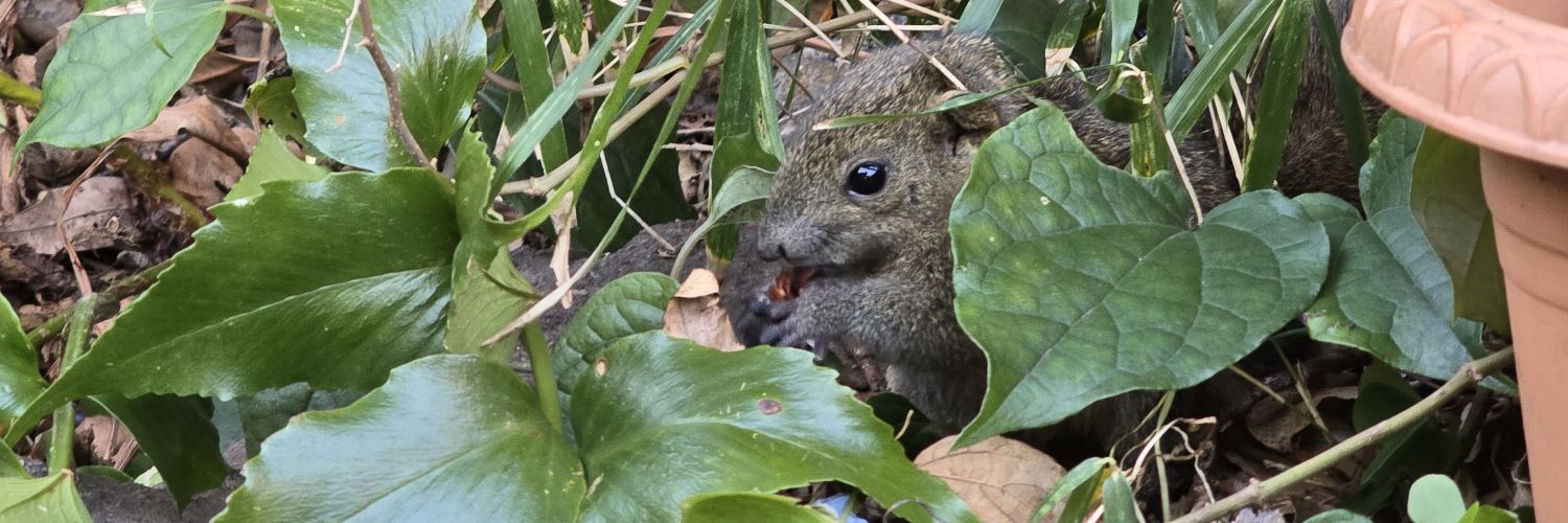 まるちゃん banner