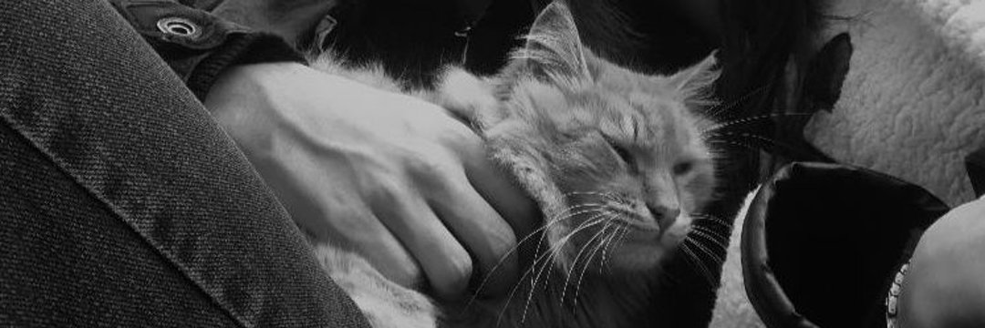 mimitkara's profile banner image