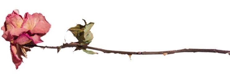 sudizwtff's profile banner image