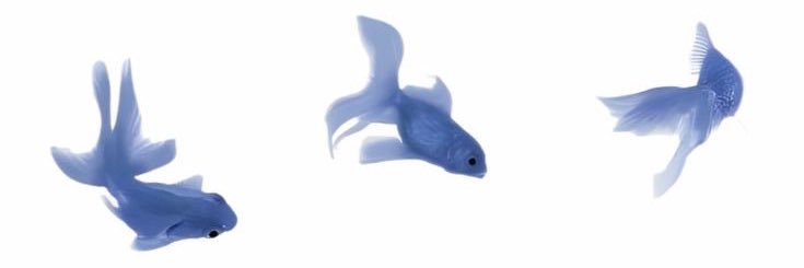 parachewtamol's profile banner image