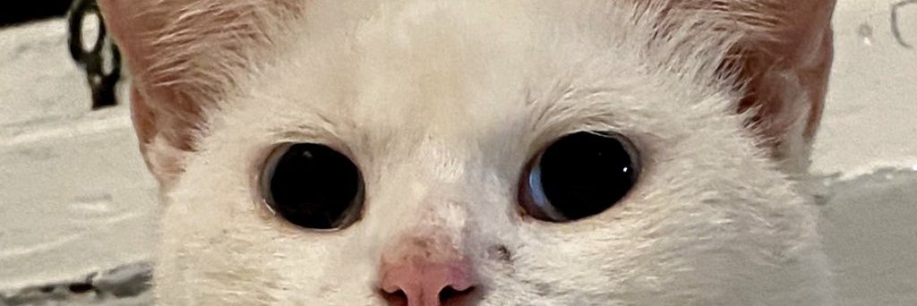 adamydsptr's profile banner image