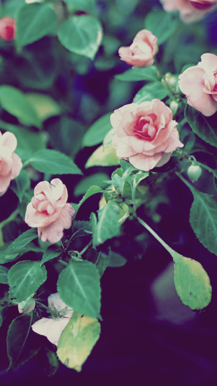 Swayingflower's profile banner image