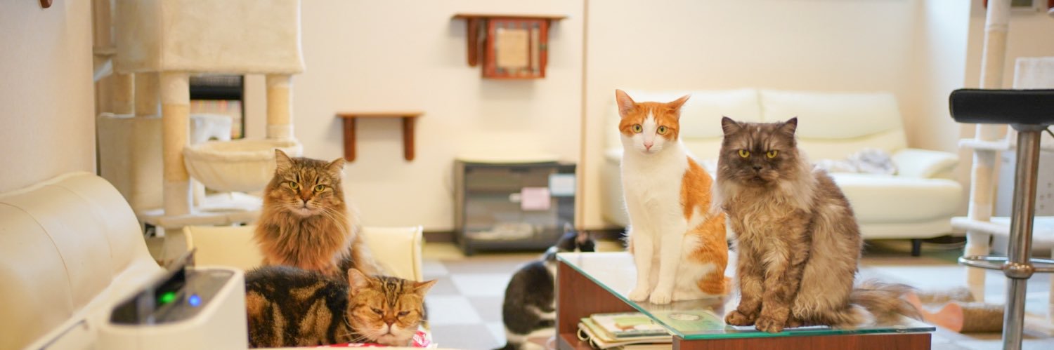 神戸元町‐猫カフェNyanny banner