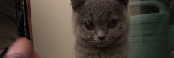 Jungen banner