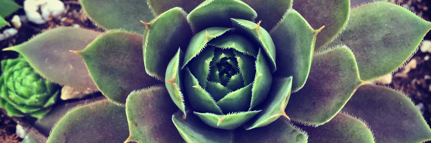 Cynthea Conway banner