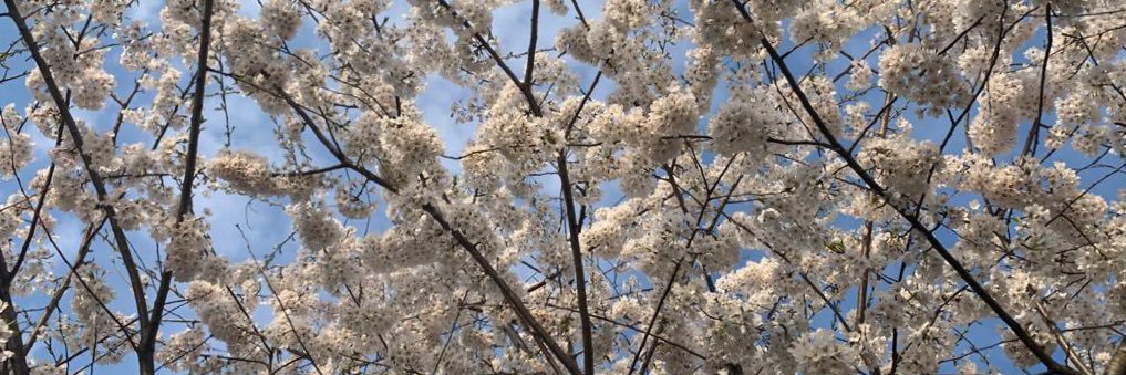 Sarah Misbah, MD banner