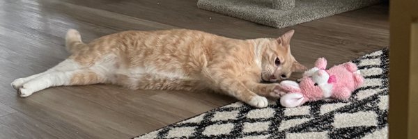 catscoffeechaox Profile Banner