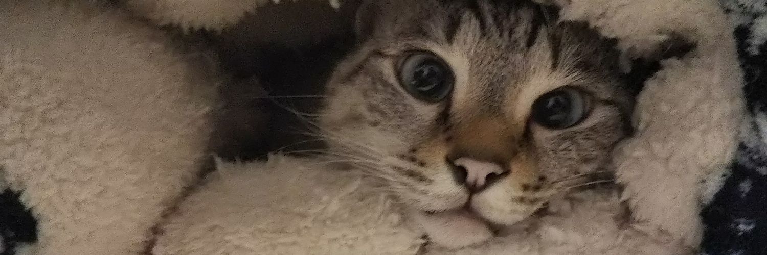 高杉奈緒子NAOKO TAKASUGI聴覚障害者オートバイロードレーサー banner