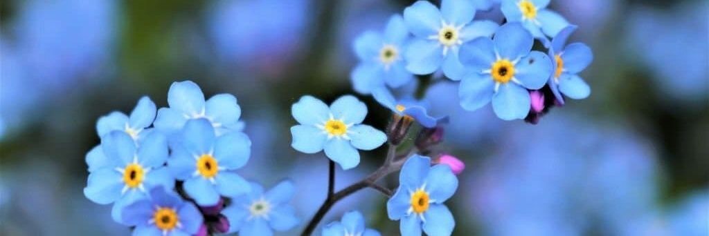 Rosalie 🌼Collecting proofs🌼 banner