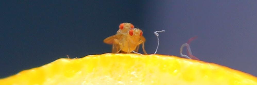 PhilipsbornLab - now on Mastodon! banner