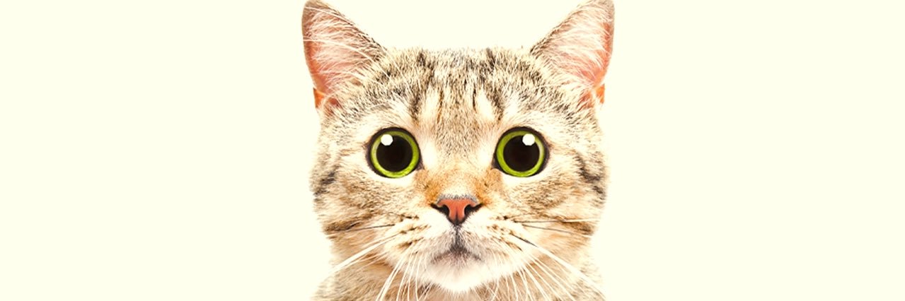 🐱 banner