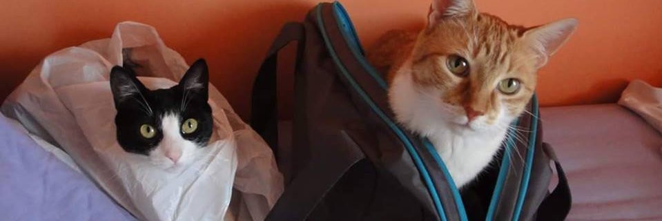 elowoman's profile banner image