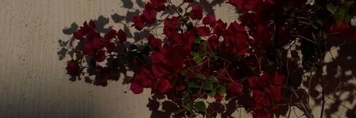 𝐹𝑒𝑦🪶 banner