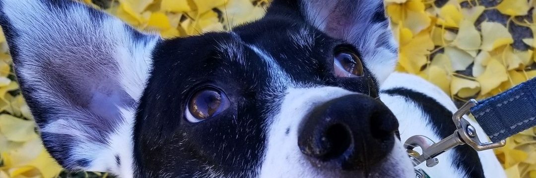 TribbleTroubles's profile banner image