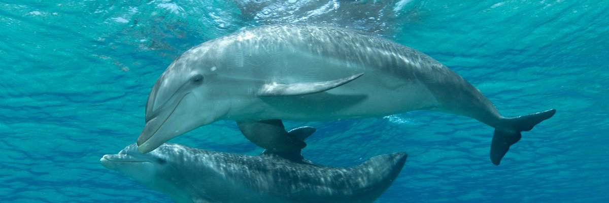 DolphinCoveJM's profile banner image