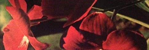 isa banner