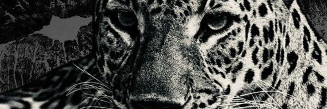 LariCardoso33's profile banner image