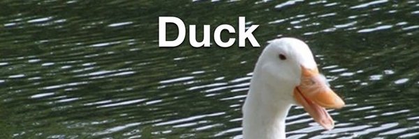 elephant6161 Profile Banner