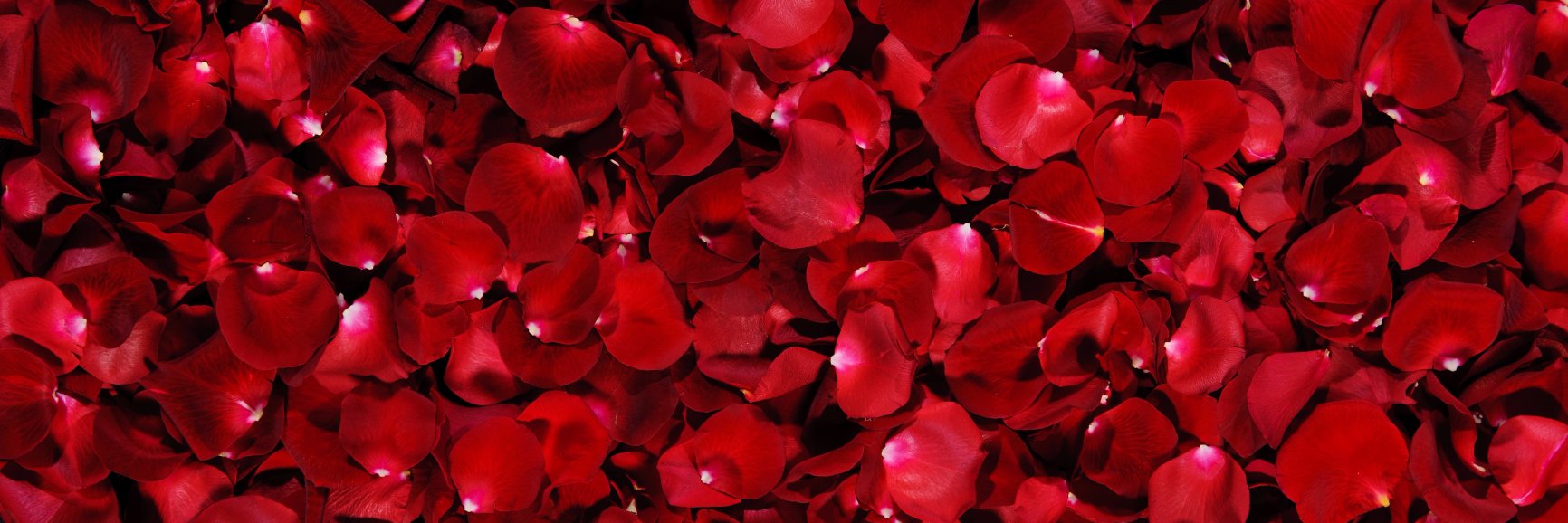 brandsWpurpose's profile banner image