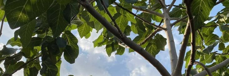 passantafifi's profile banner image