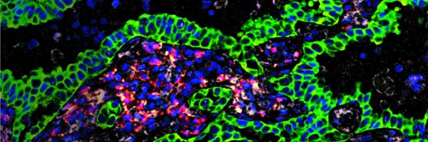 Savai_Lab Profile Banner