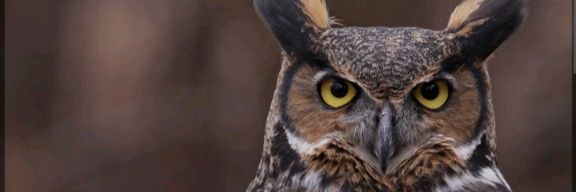 Mr. Onyeka Okwugbo banner